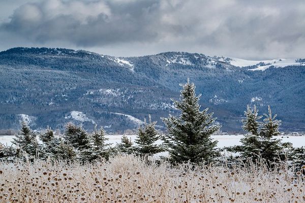 Evergreen trees in winter with Teton Mountains in distance-Driggs-Idaho